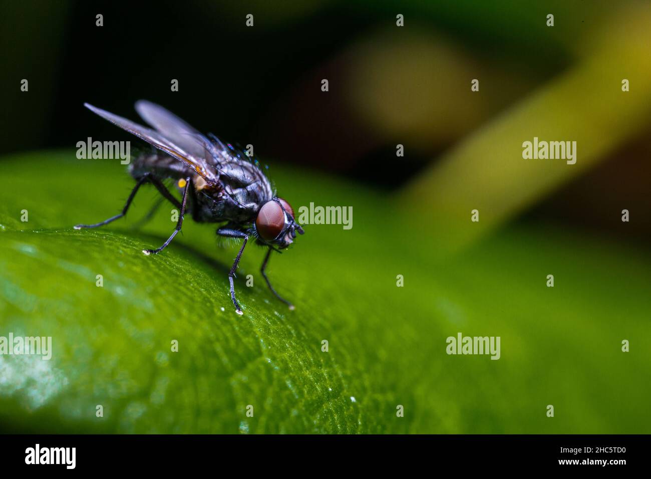 Primo piano di una mosca su una foglia verde con sfondo sfocato Foto Stock