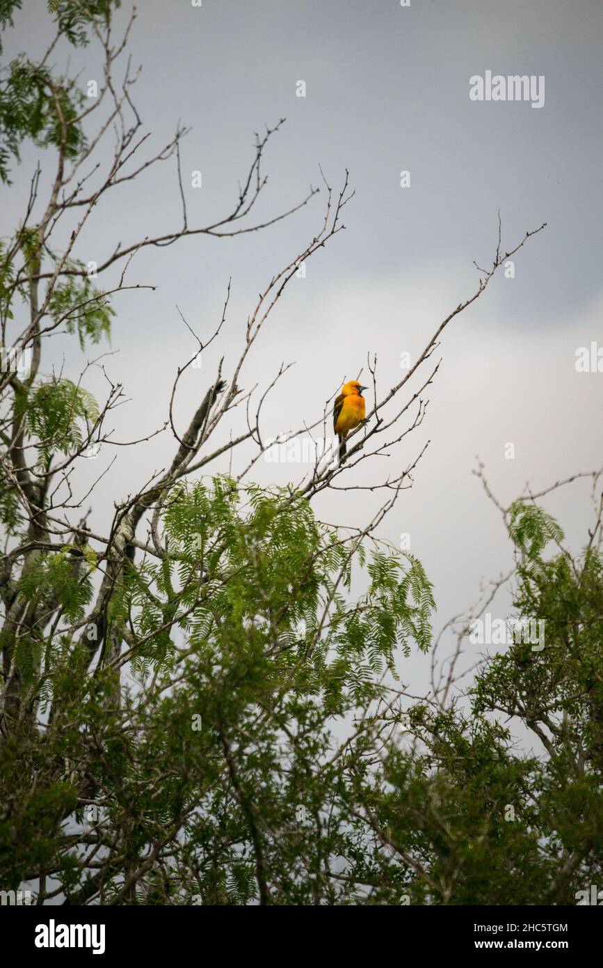 Laguna Atascosa National Wildlife Refuge nel Texas meridionale Foto Stock