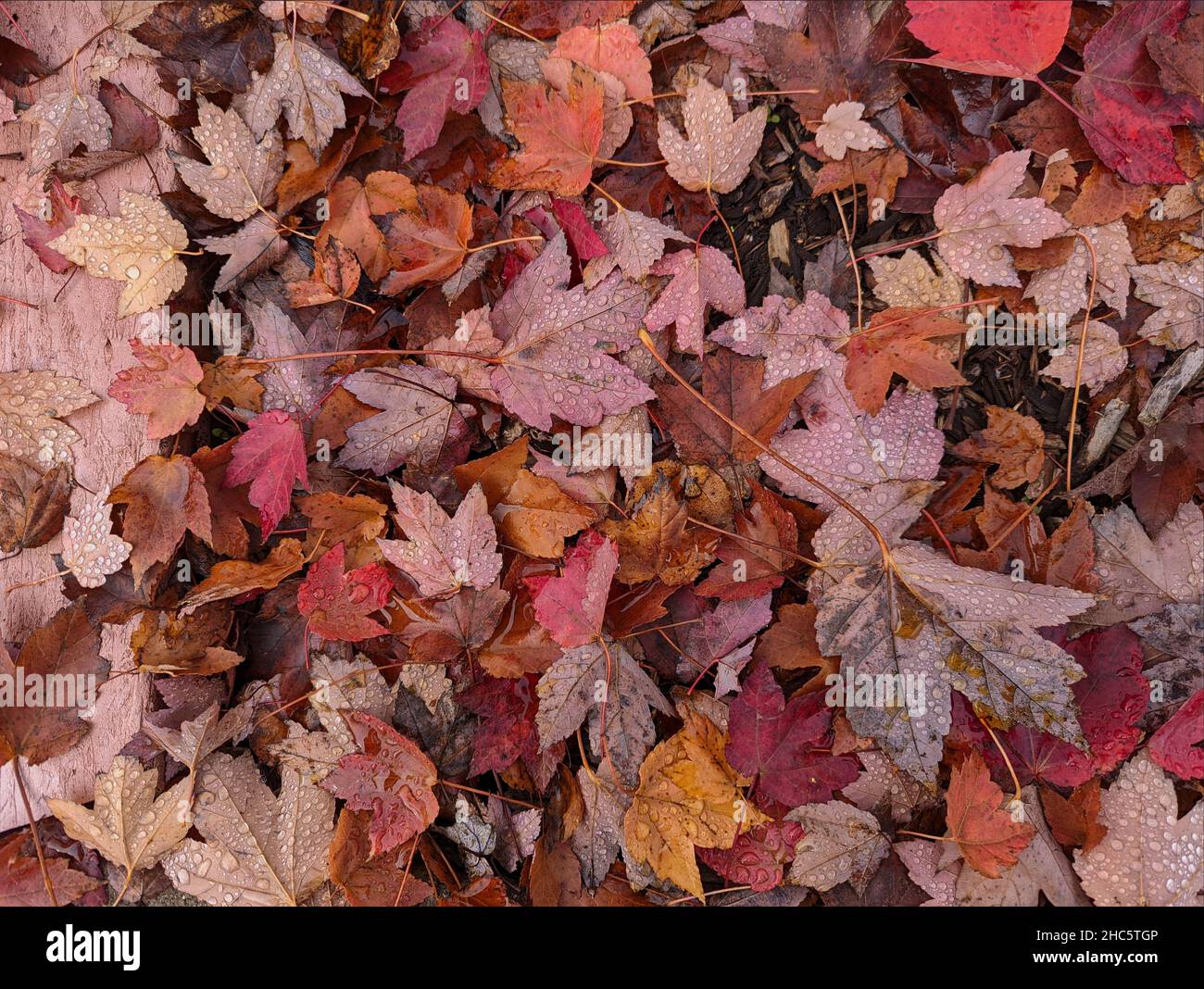 Colorato Foglie di autunno caduti a terra Foto Stock