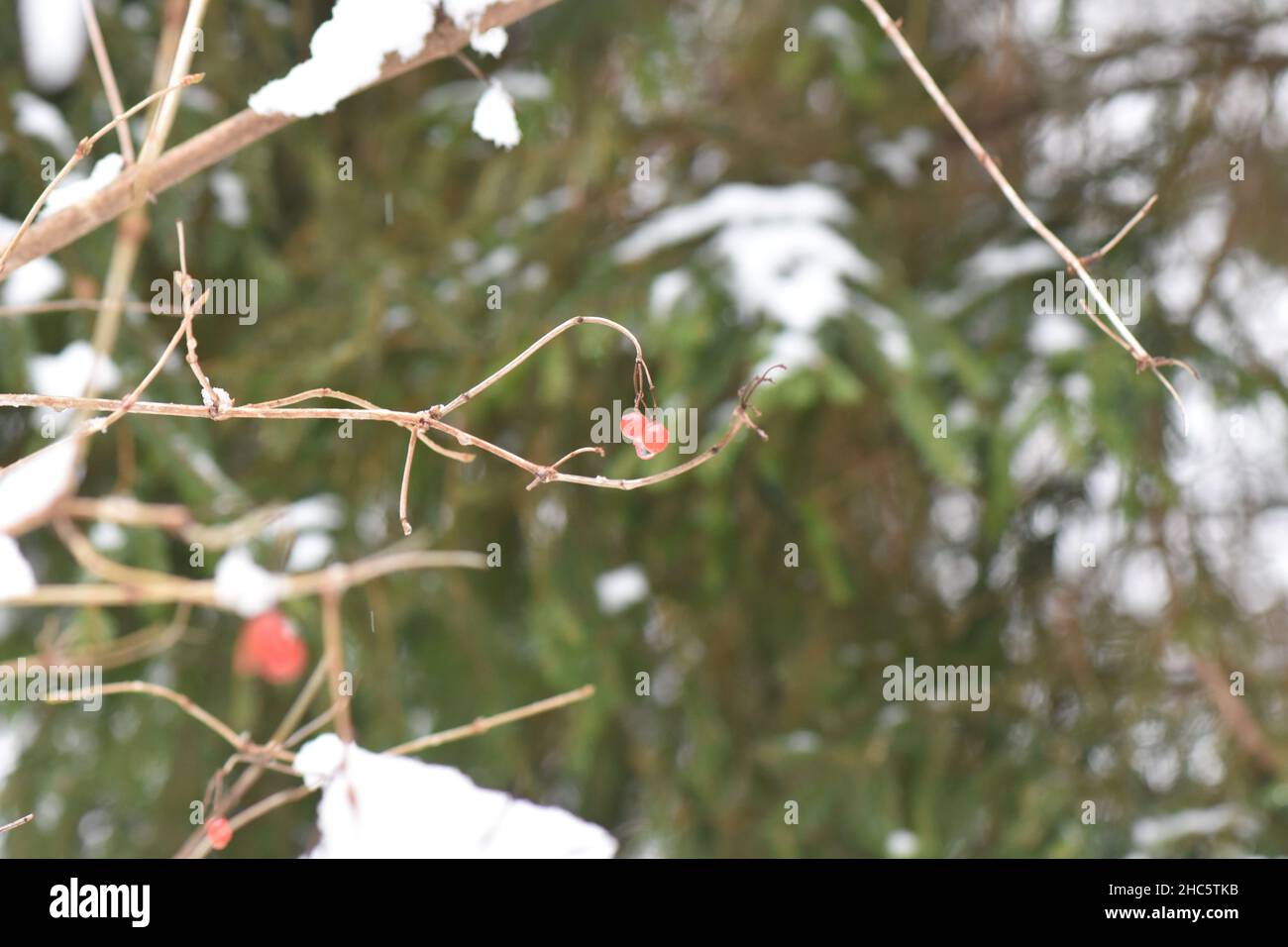 Fuoco selettivo di cenere di montagna e neve sull'albero Foto Stock