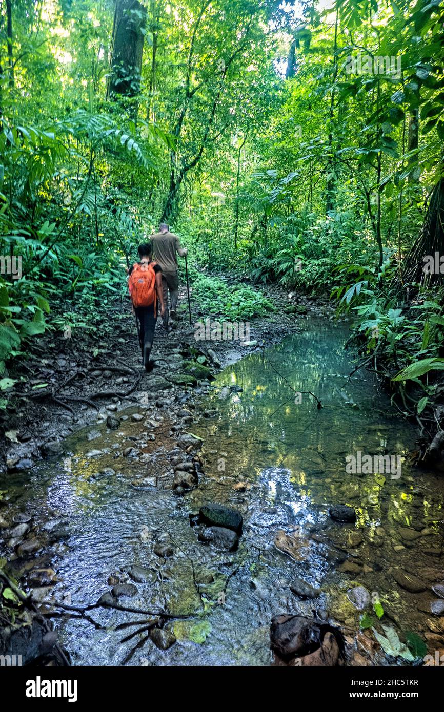 Trekking nella giungla, Gandoca Manzanillo Wildlife Refuge, Costa Rica Foto Stock