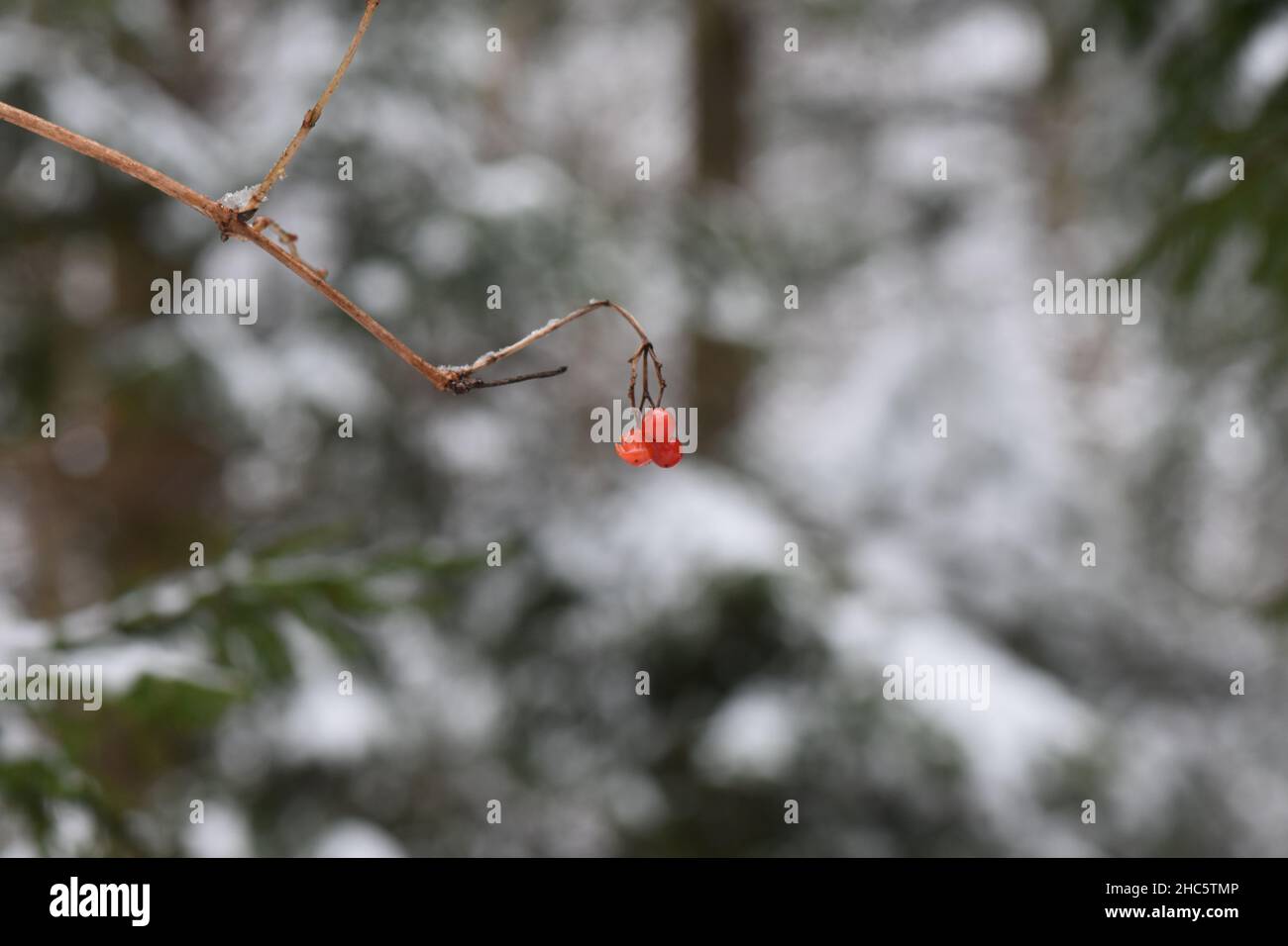 Fuoco selettivo di cenere di montagna nella foresta in inverno Foto Stock