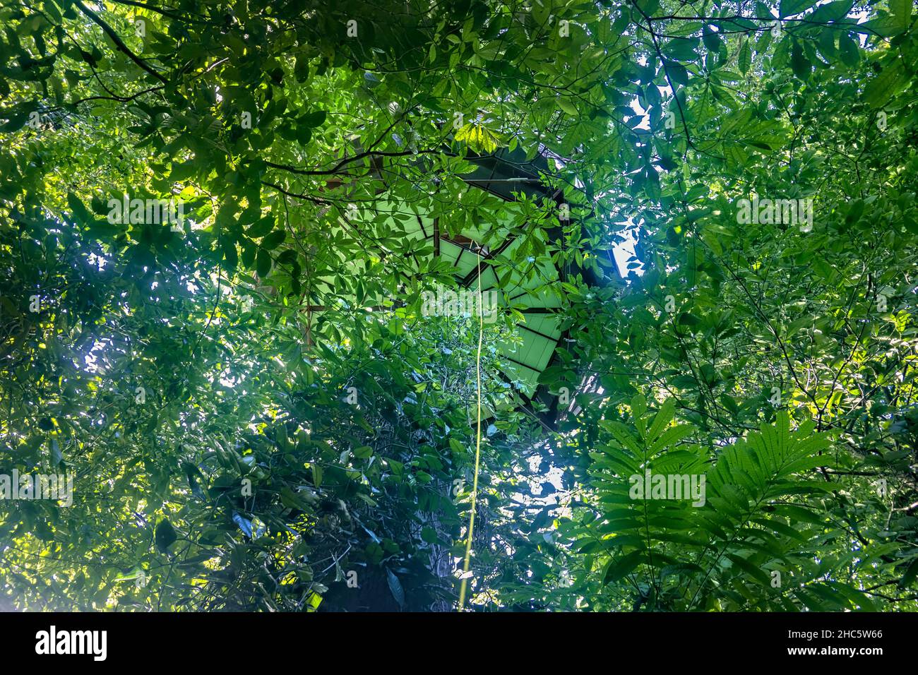 Corda che conduce ad una casa sull'albero della giungla, Manzanillo, Costa Rica Foto Stock