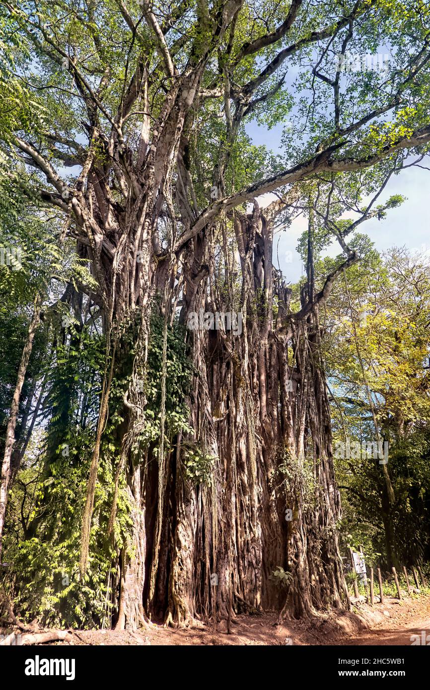 L'albero di fichi strangler di 130 piedi stupefacente a Cabuya, Costa Rica Foto Stock