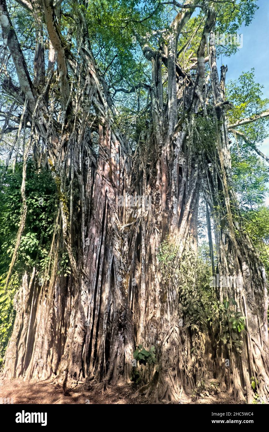 L'albero di fichi strangler di 130 piedi stupefacente a Cabuya, Costa Rica Foto Stock