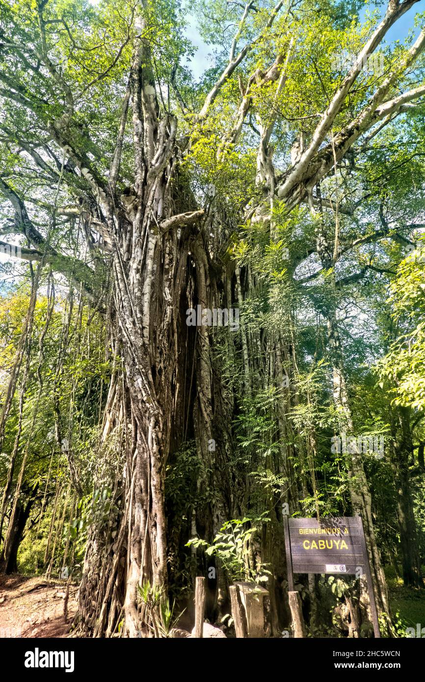 L'albero di fichi strangler di 130 piedi stupefacente a Cabuya, Costa Rica Foto Stock