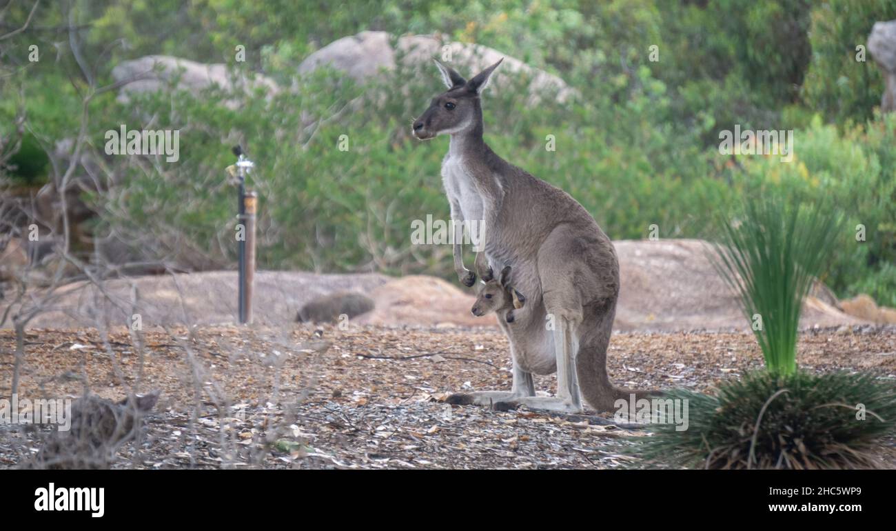 Canguro grigio occidentale femminile con un Joey nella sua pochette Foto Stock