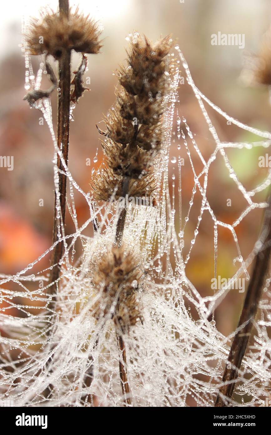 Bellissimo scatto di un ragnatela ghiacciata su una pianta durante il giorno Foto Stock