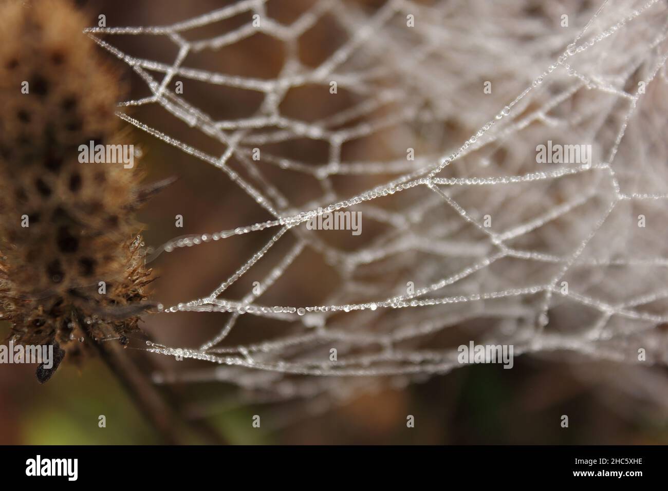 Bellissimo scatto di un ragnatela ghiacciata durante il giorno Foto Stock