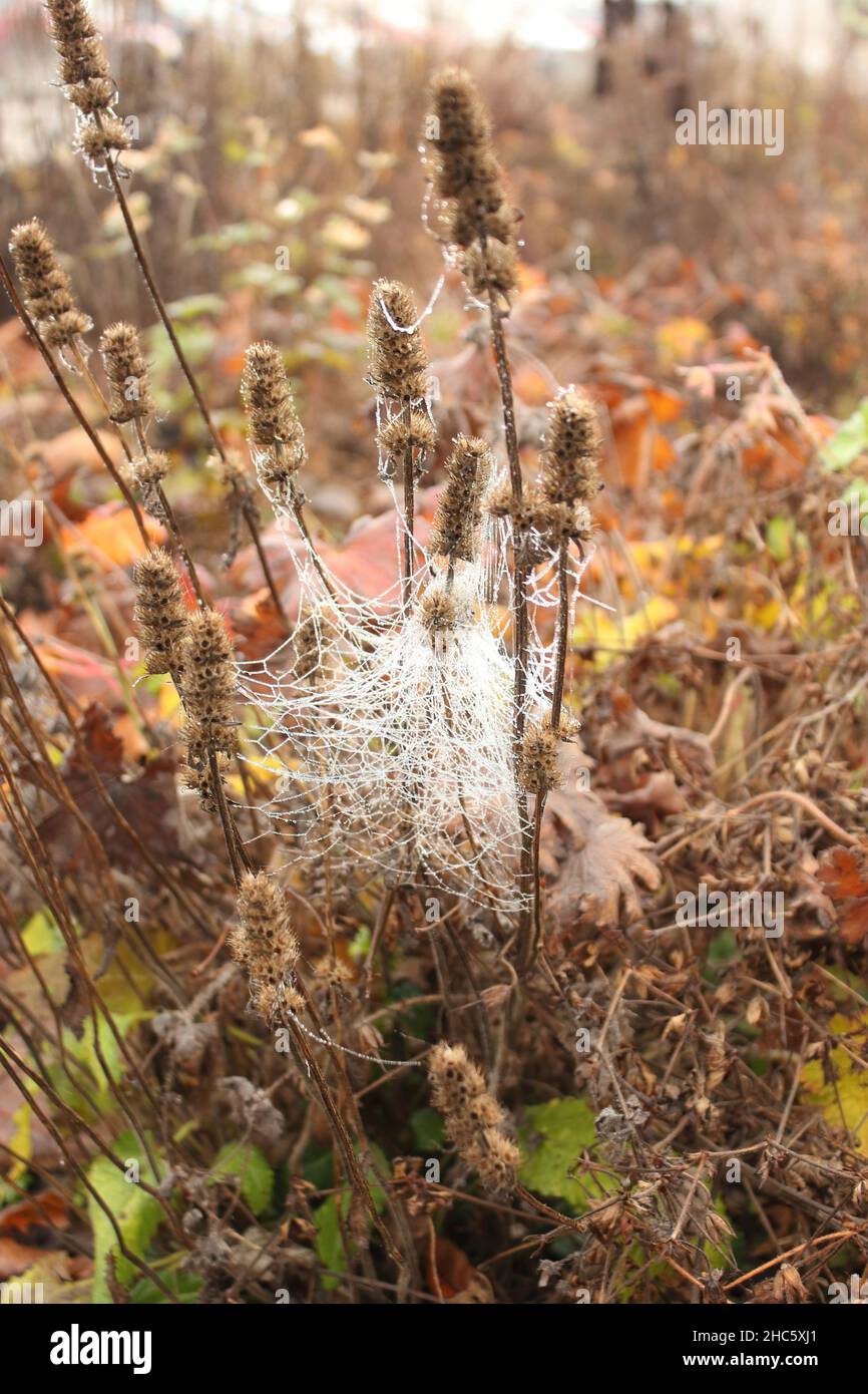 Bellissimo scatto di un ragnatela ghiacciata su una pianta durante il giorno Foto Stock