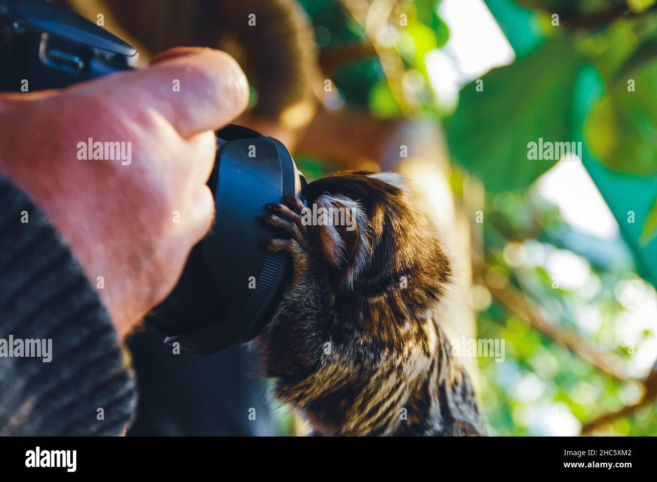 Piccolo animale carino che tiene la macchina fotografica con il suo piccolo e guarda l'obiettivo con gli alberi sulla parte posteriore Foto Stock