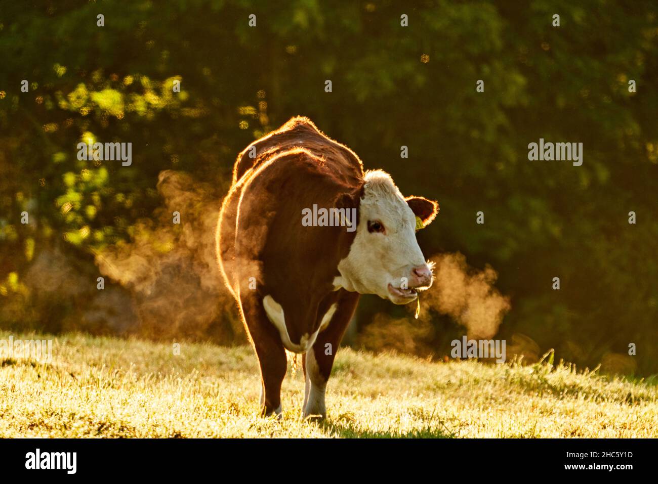 Bestiame che cammina al tramonto del mattino in un prato in Svezia. Foto Stock