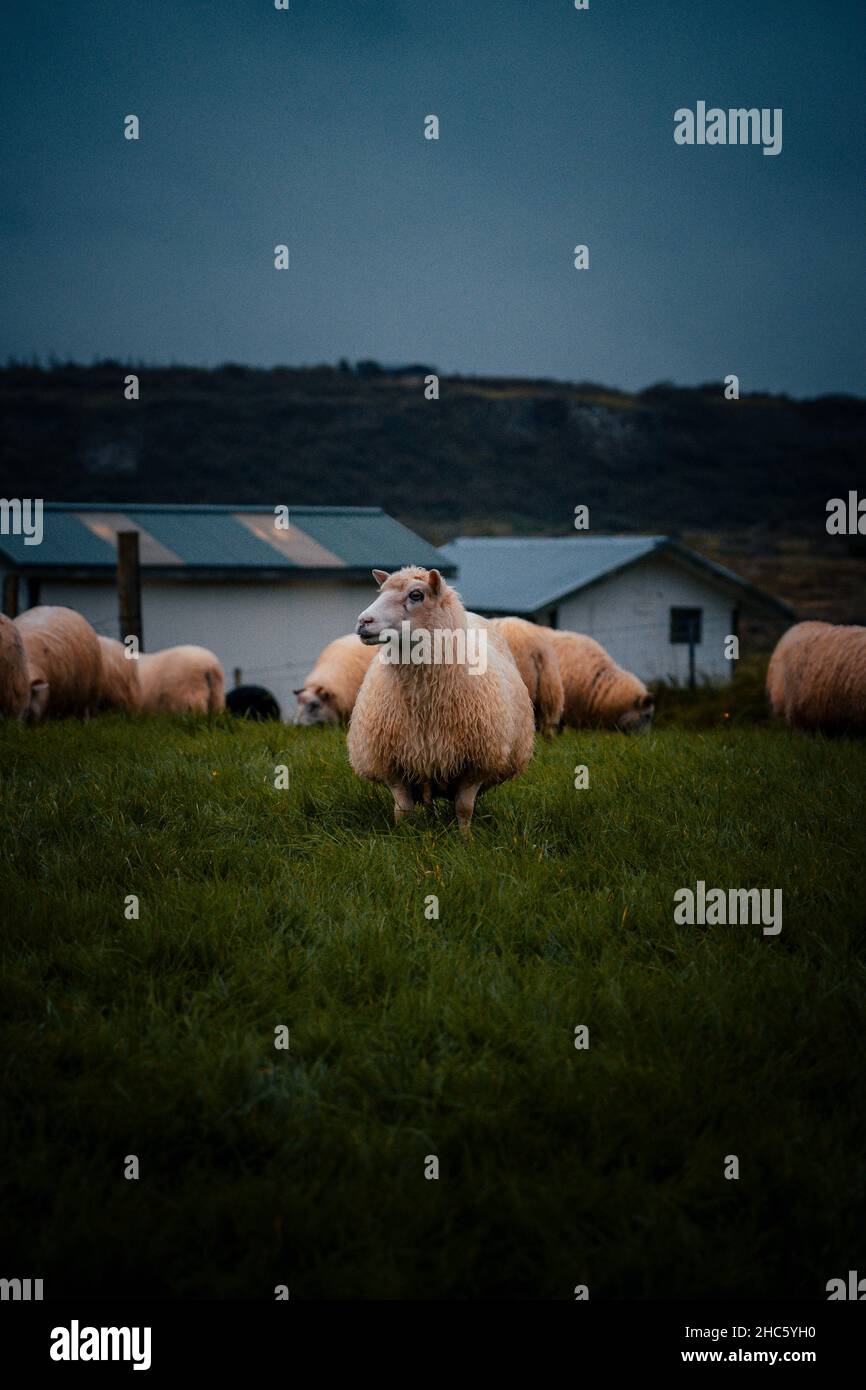 Pecora islandese che pascola nella fattoria Foto Stock