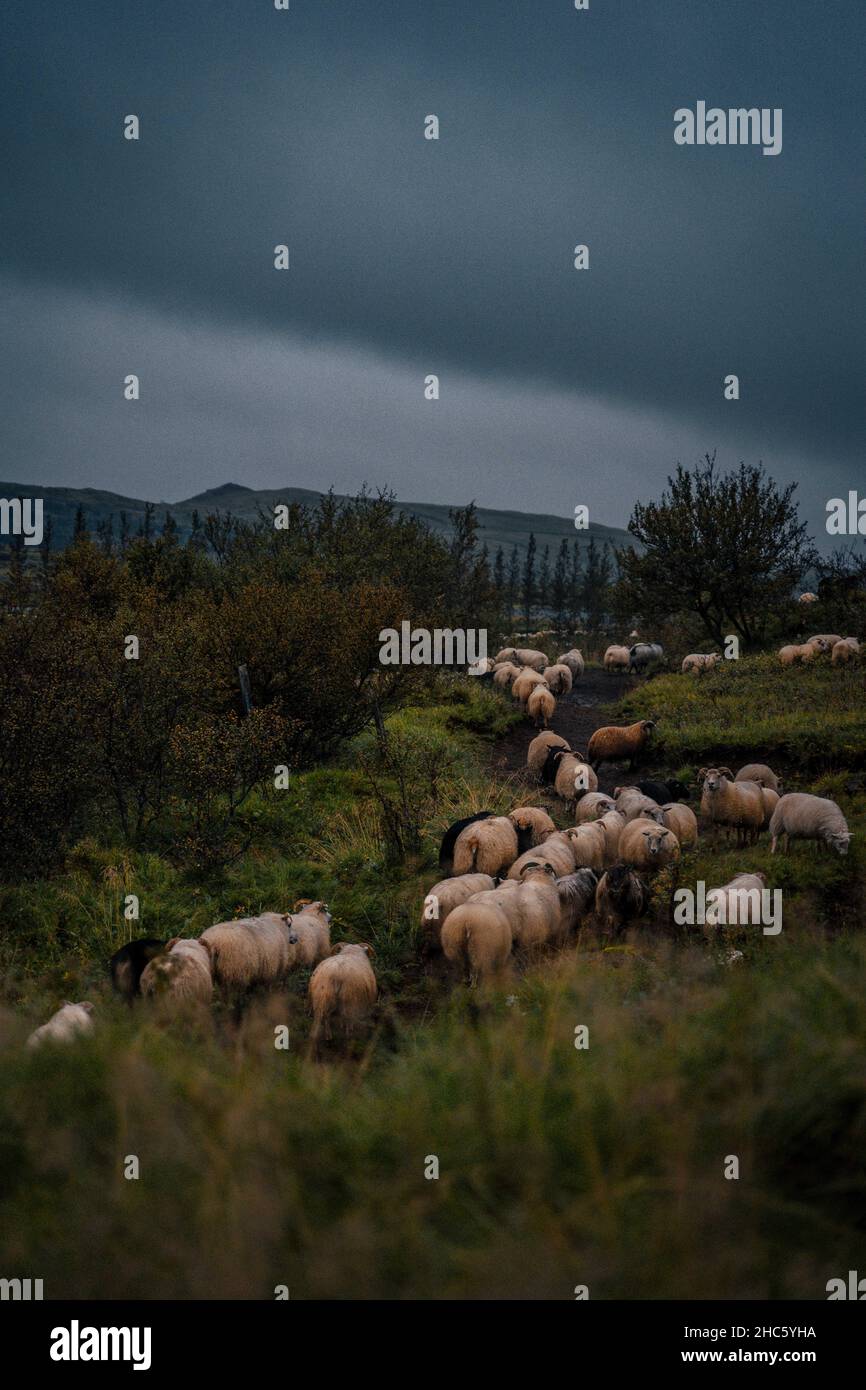 Pecora islandese che pascola nella fattoria Foto Stock