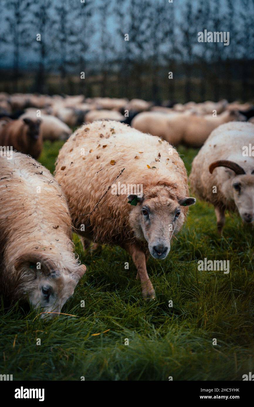 Pecora islandese che pascola nella fattoria Foto Stock