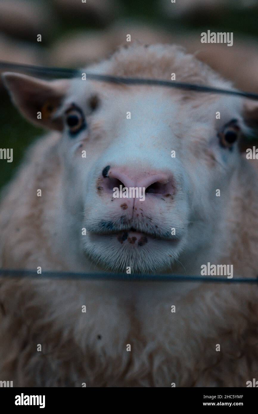 Primo piano di una pecora islandese Foto Stock