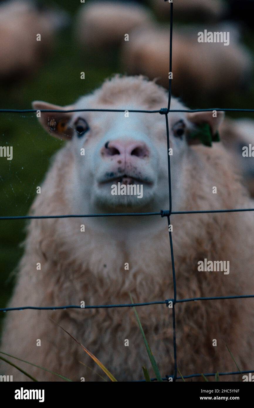 Primo piano di una pecora islandese Foto Stock