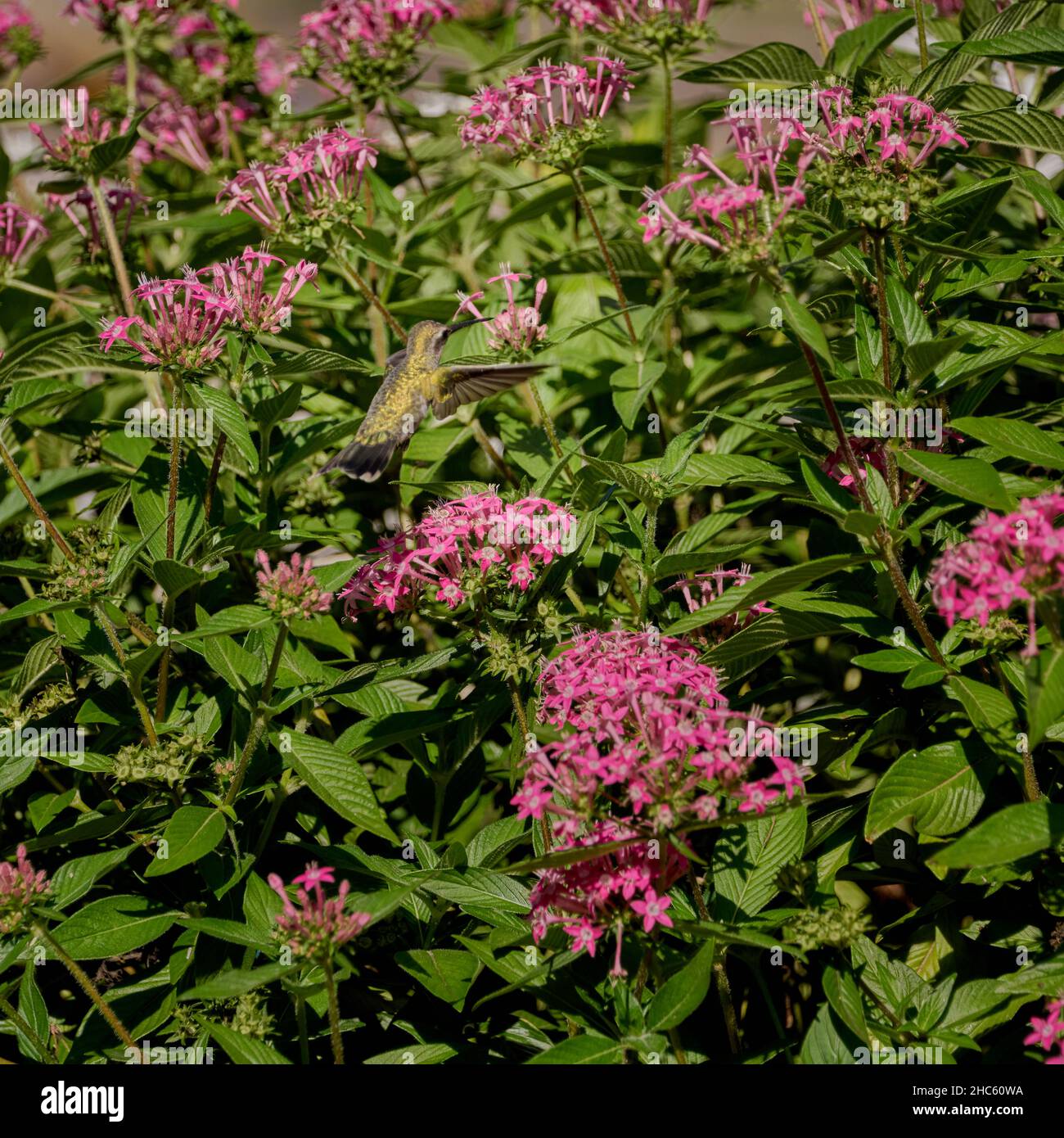 Piccolo colibrì che vola accanto a piccoli fiori rosa sulle piante verdi Foto Stock