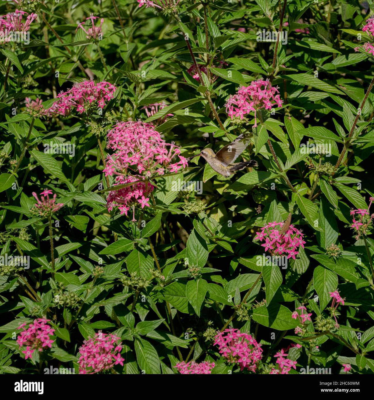 Primo piano sparato un piccolo colibrì volare accanto a piccoli fiori rosa sulle piante verdi all'esterno Foto Stock
