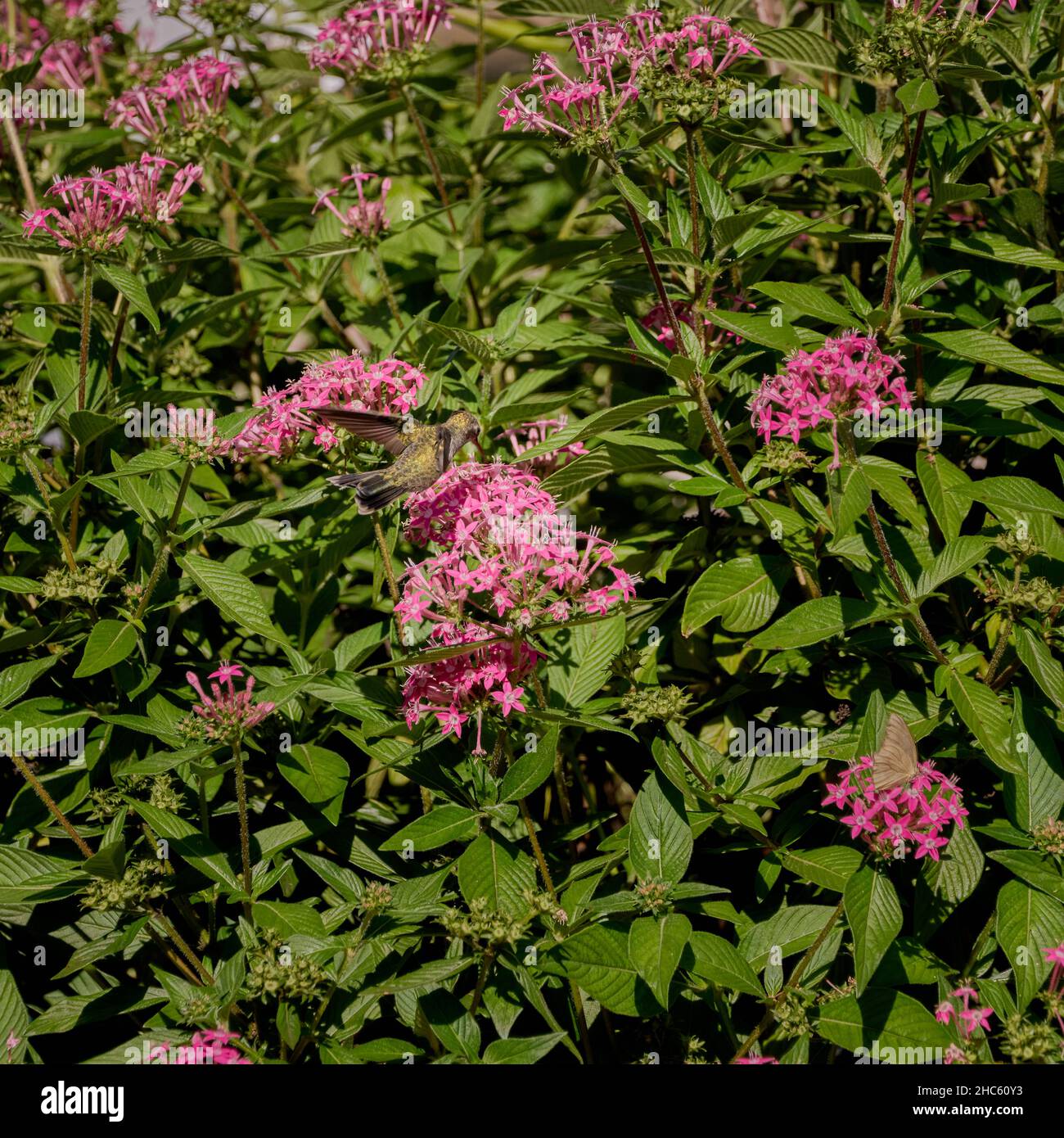 Primo piano sparato un piccolo colibrì volare sopra piccoli fiori rosa sulle piante all'esterno Foto Stock