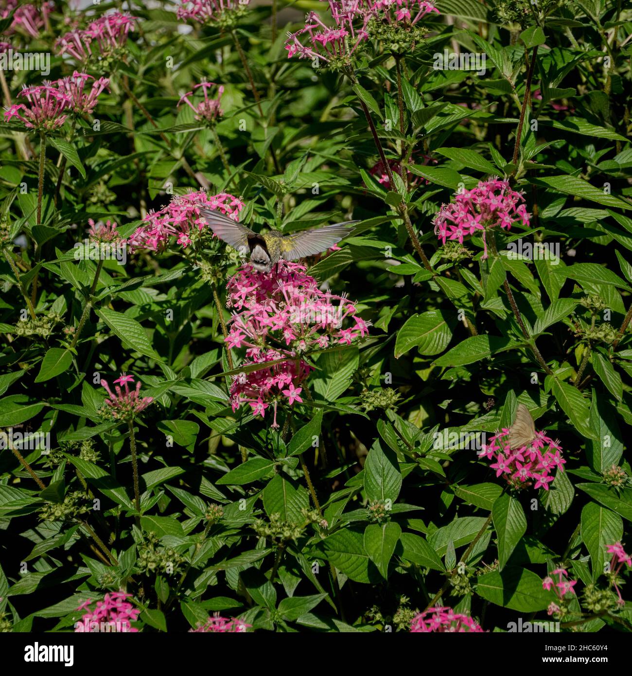 Closeup ha sparato un piccolo colibrì che volava sopra i fiori rosa sulle piante con le foglie verdi Foto Stock