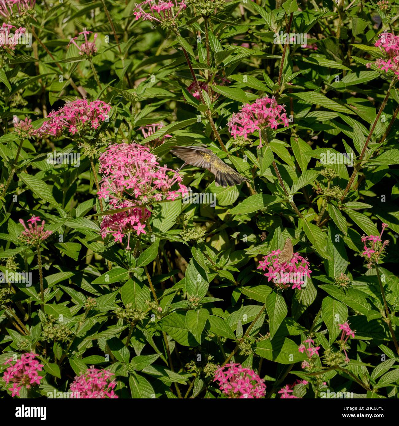 Primo piano sparato un piccolo colibrì volare sopra piccoli fiori rosa sulle piante con foglie verdi Foto Stock