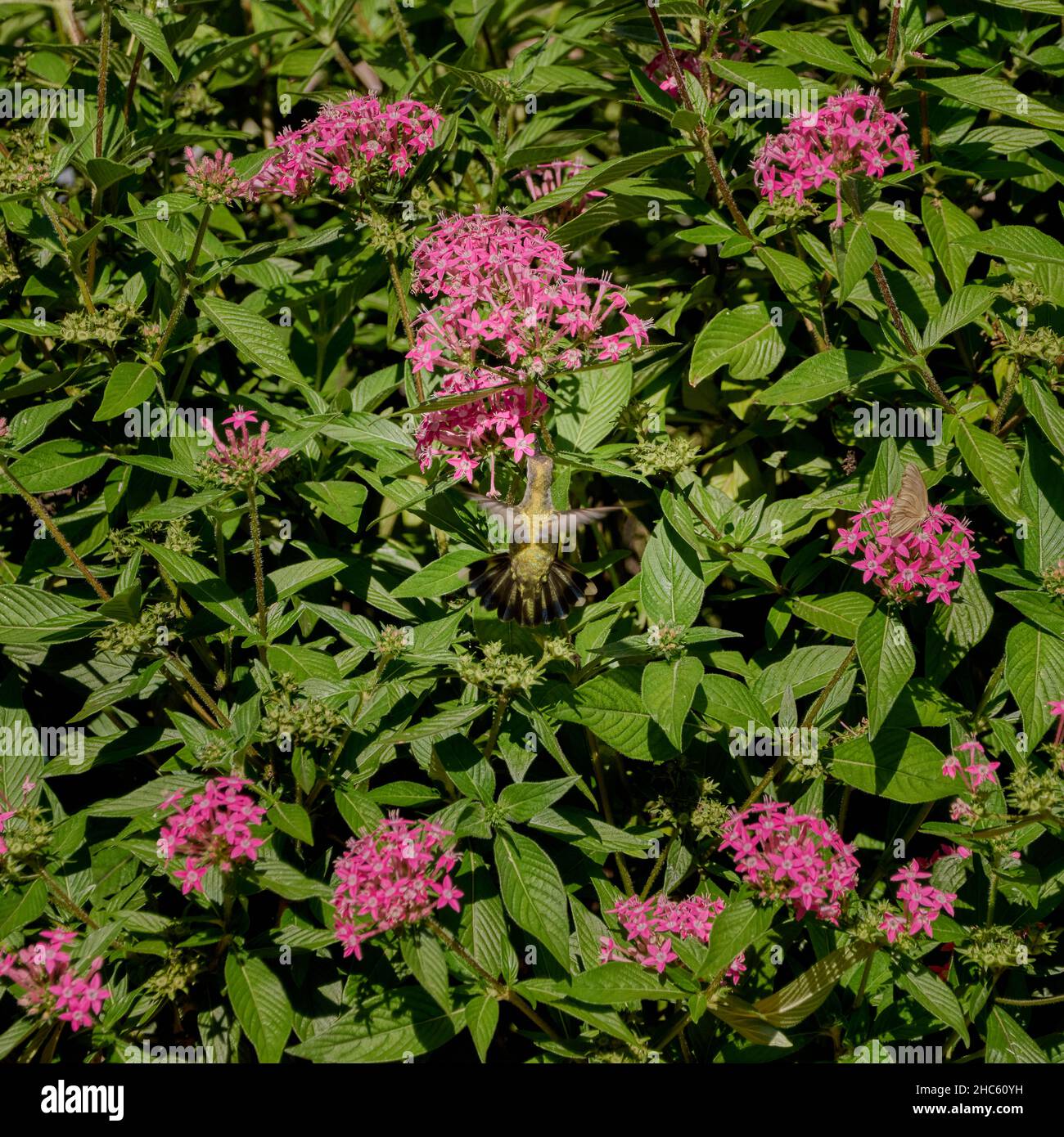 Primo piano sparato un piccolo colibrì e piccoli fiori rosa sulle piante con foglie verdi Foto Stock