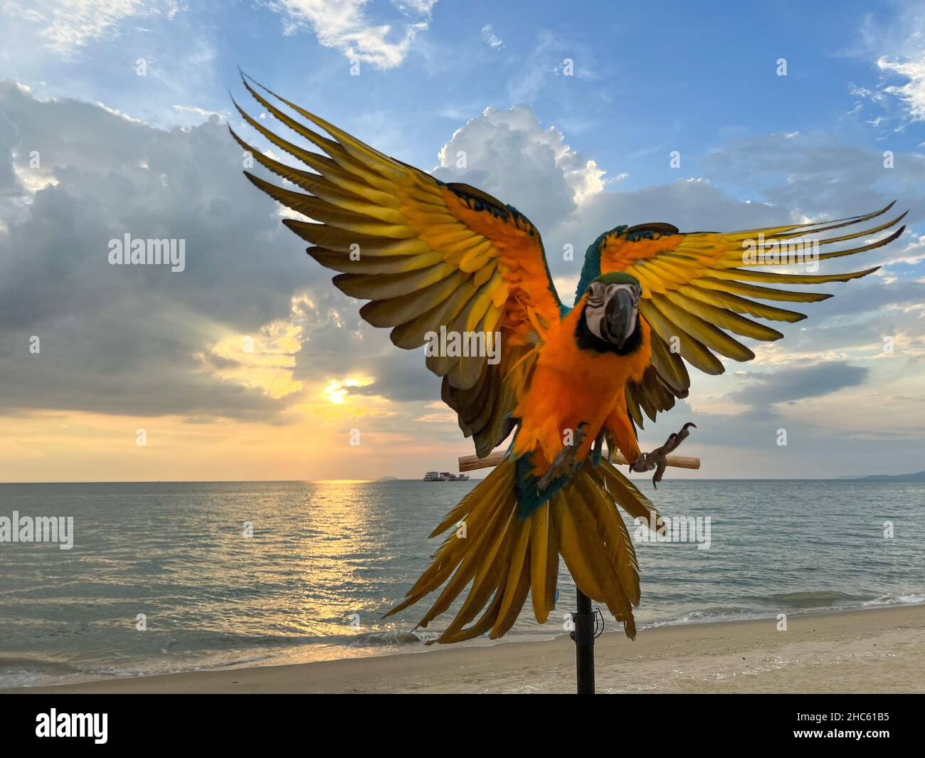 Primo piano di un macaw d'oro blu su una spiaggia e alba sullo sfondo Foto Stock