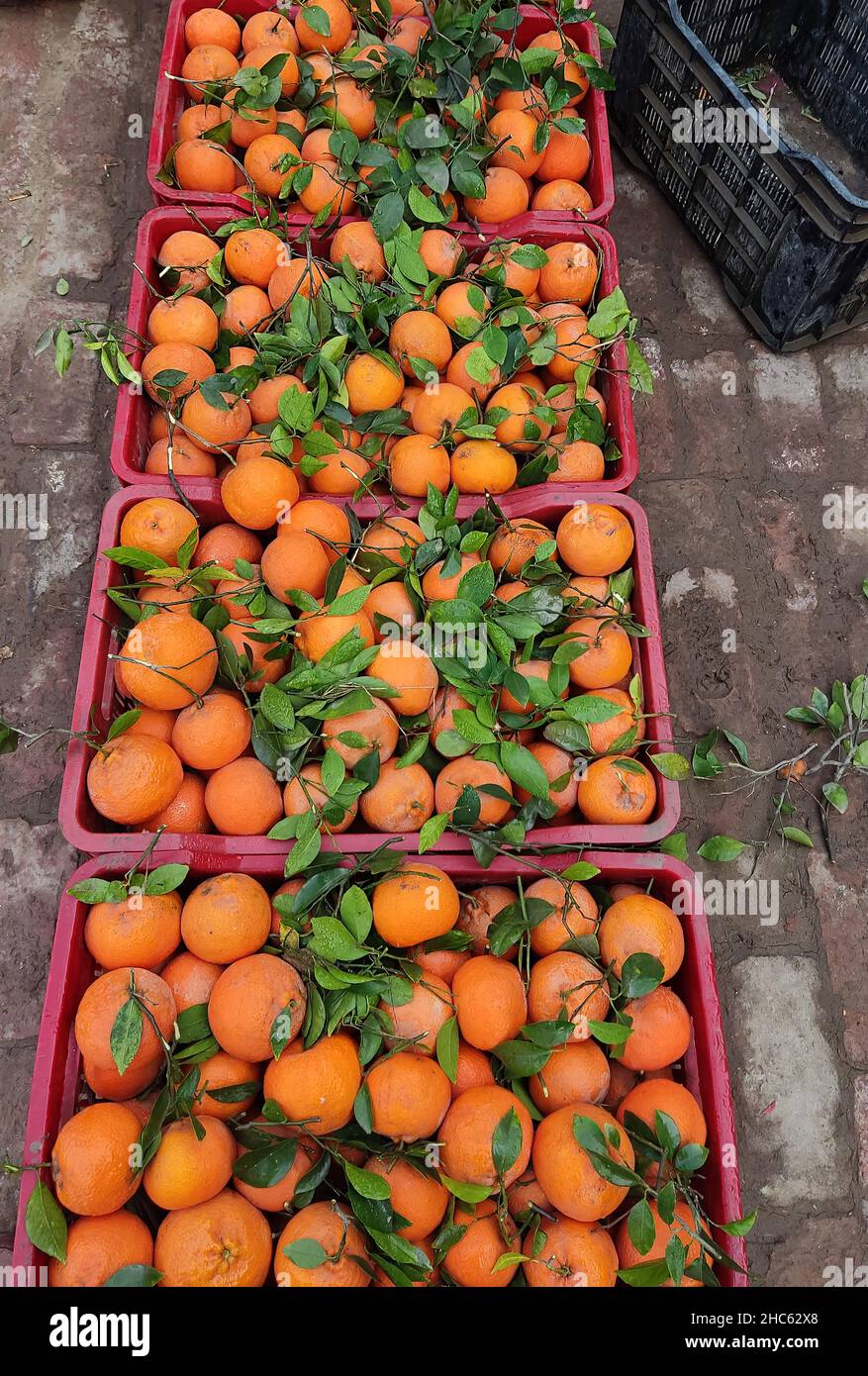 Molte arance in scatole in vendita sul mercato , un arancio è un frutto di varie specie di agrumi della famiglia Rutaceae Foto Stock