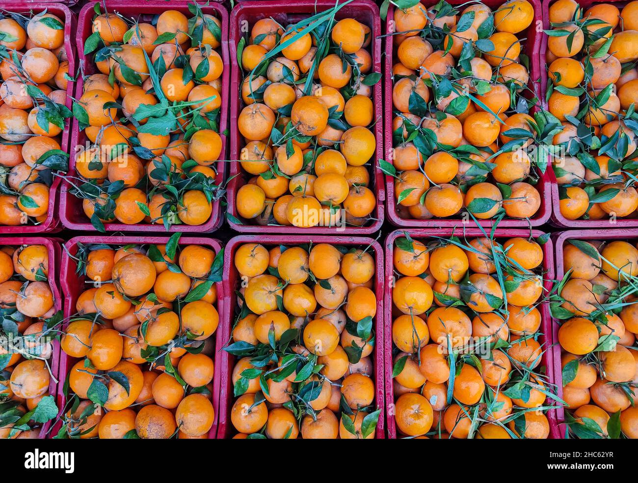 Molte arance in scatole in vendita sul mercato , un arancio è un frutto di varie specie di agrumi della famiglia Rutaceae Foto Stock