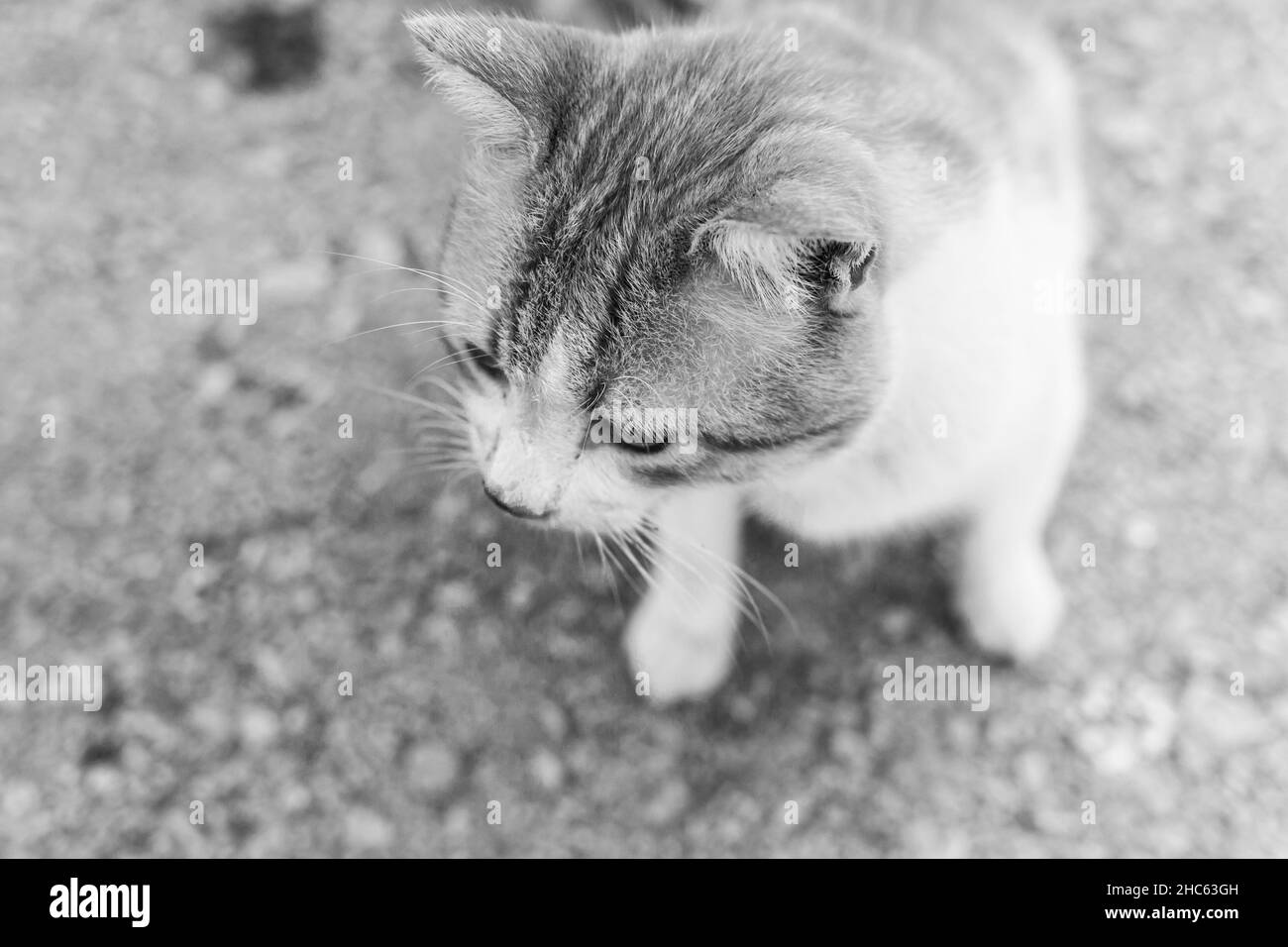 Foto in scala di grigi di un curioso gatto soffice alla ricerca di qualcosa Foto Stock