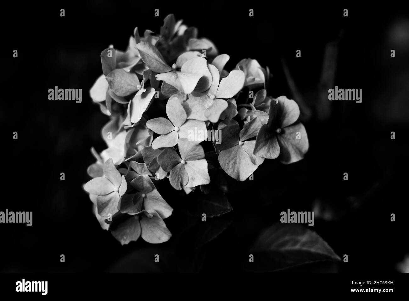 Primo piano scala di grigi di un bel fiore bouqet Foto Stock
