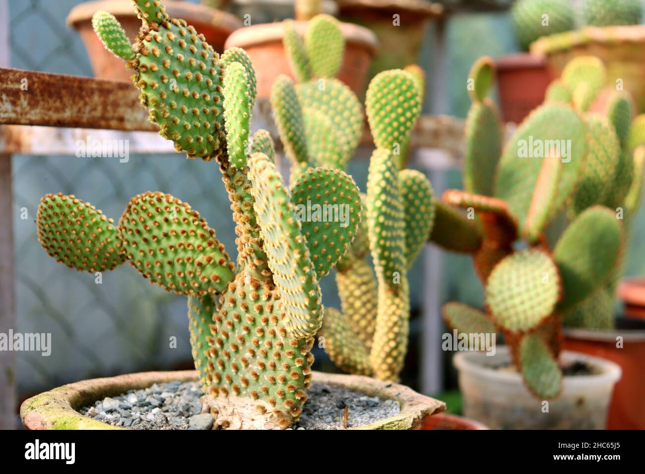 Prickly Par Cactus, Cactus su una vasca, closeup foto di un cactus, fuoco selettivo, decorazione domestica, pianta di zona asciutta e calda climi, Opunt Foto Stock