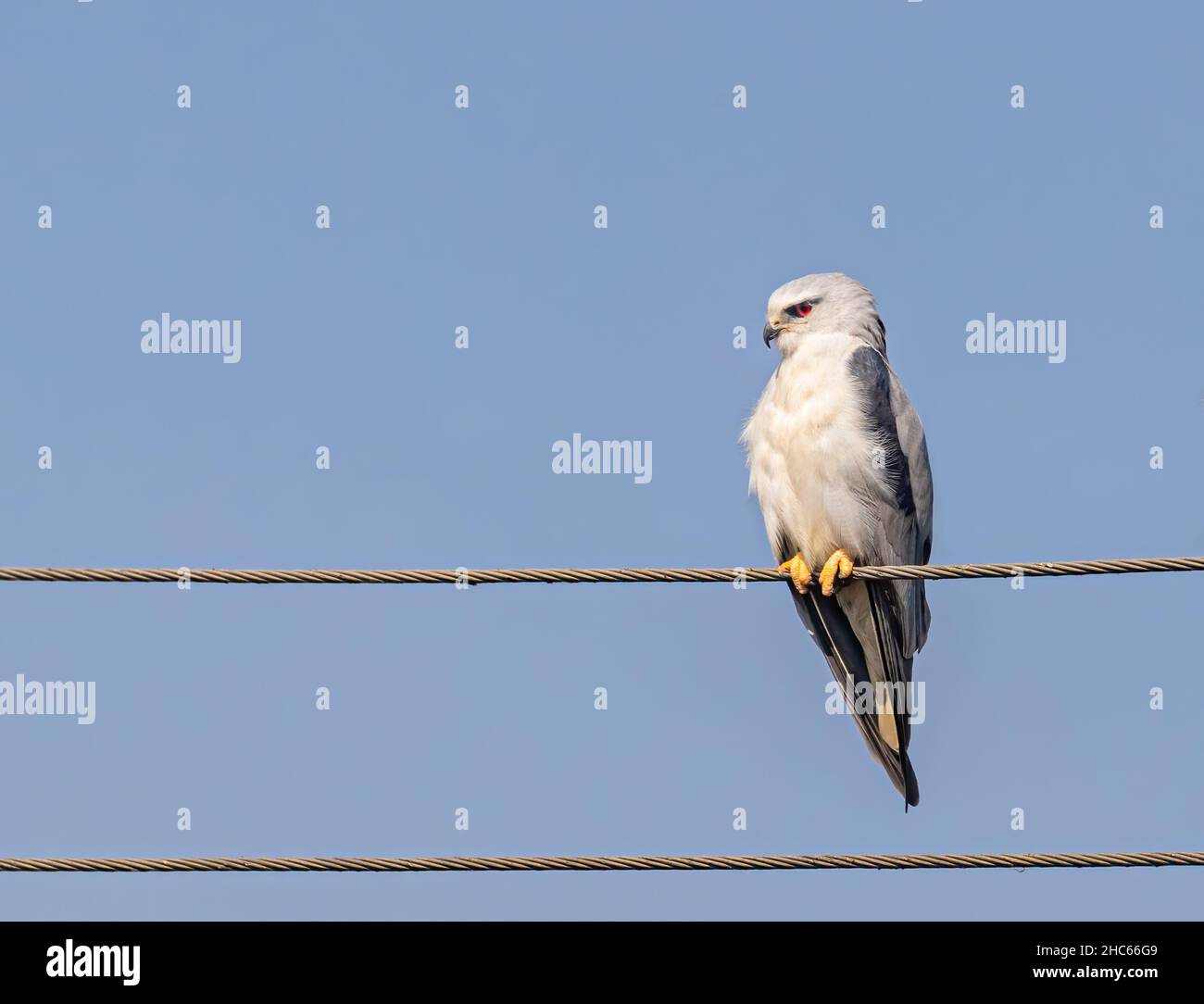 Kite con spalla nera seduta in uno stile su un filo Foto Stock