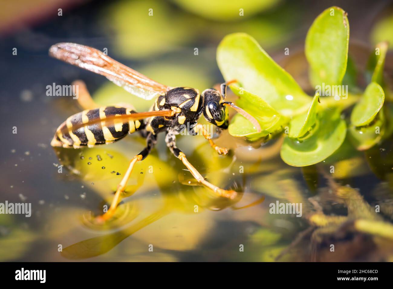 Una grande vespa pericolosa, vespa di carta europea, Polistes sbiadito, siede sulla superficie dell'acqua e aspira l'acqua Foto Stock