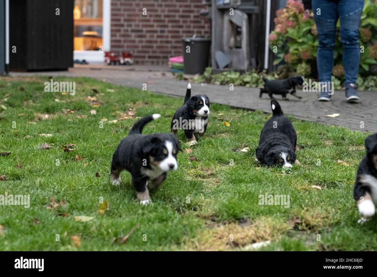 Cuccioli di montagna Bernesi che giocano in giardino Foto Stock