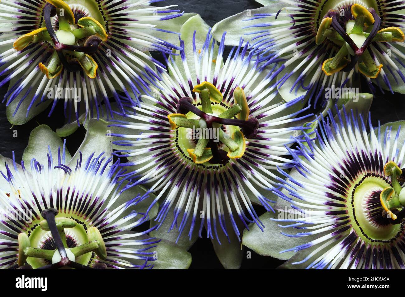 Fotografia di fiori di Passiflora caerulea conosciuta anche come passionflower blu, passionflower bluecrown o fiore comune passione per sfondo floreale Foto Stock