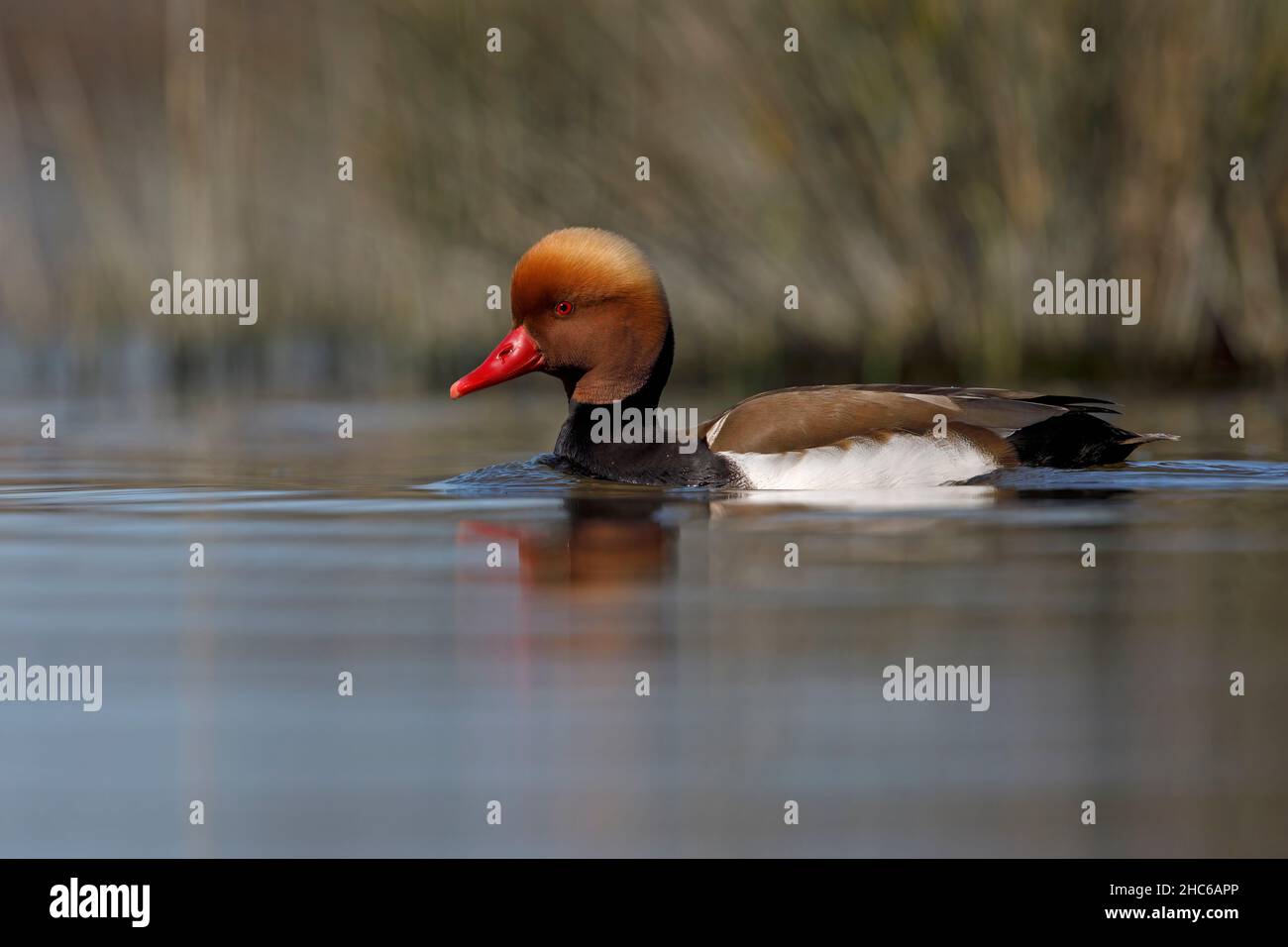 Rosso-crested pochard Foto Stock