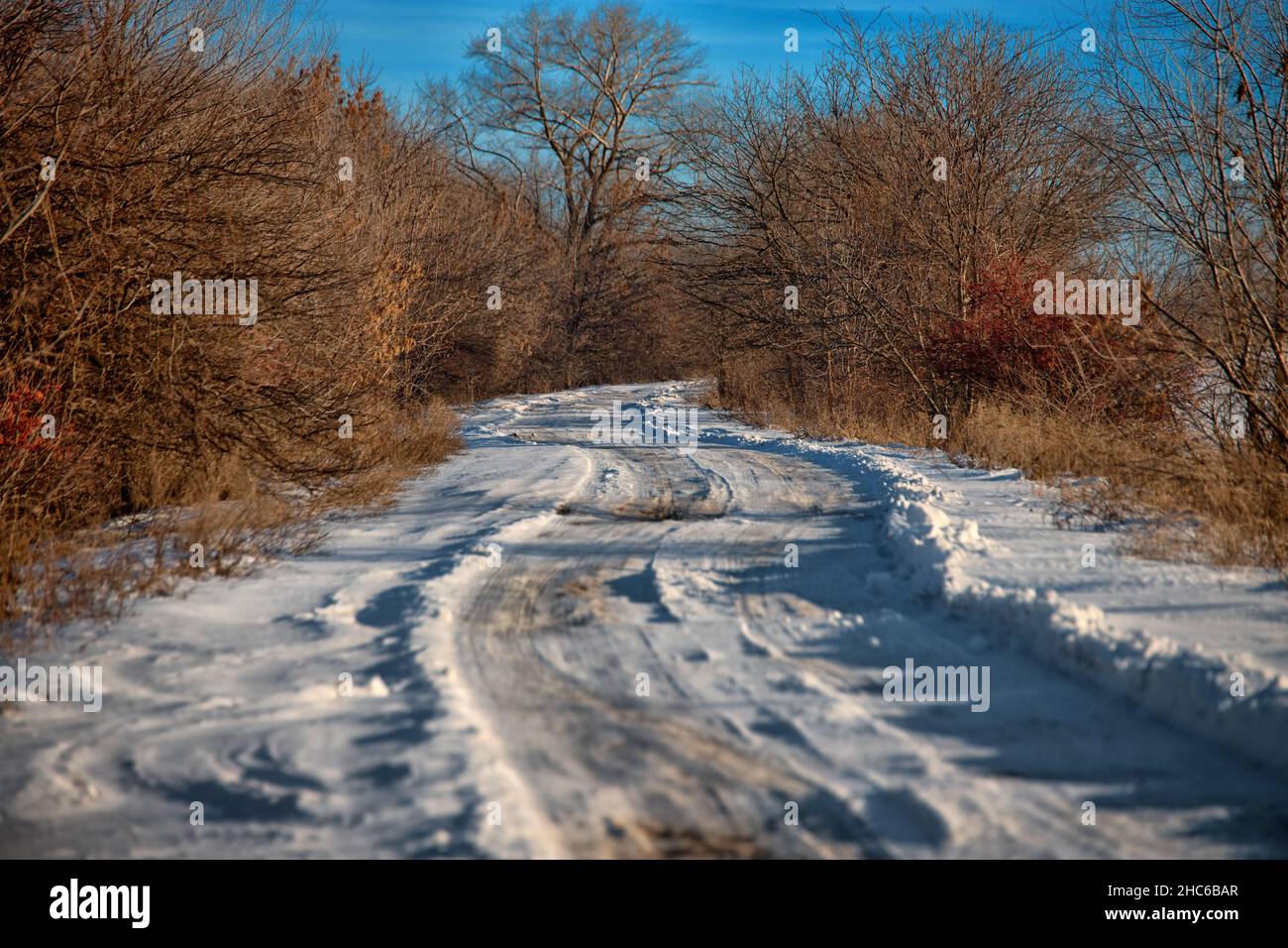 Paesaggio invernale, strada sterrata rurale nella neve, tra gli alberi, contro il cielo blu Foto Stock