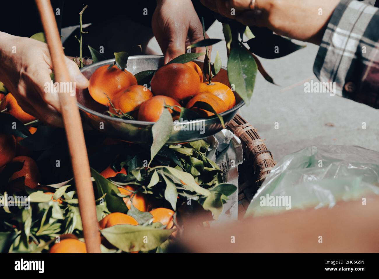 Persone che raccolgono mandarini fuori Foto Stock