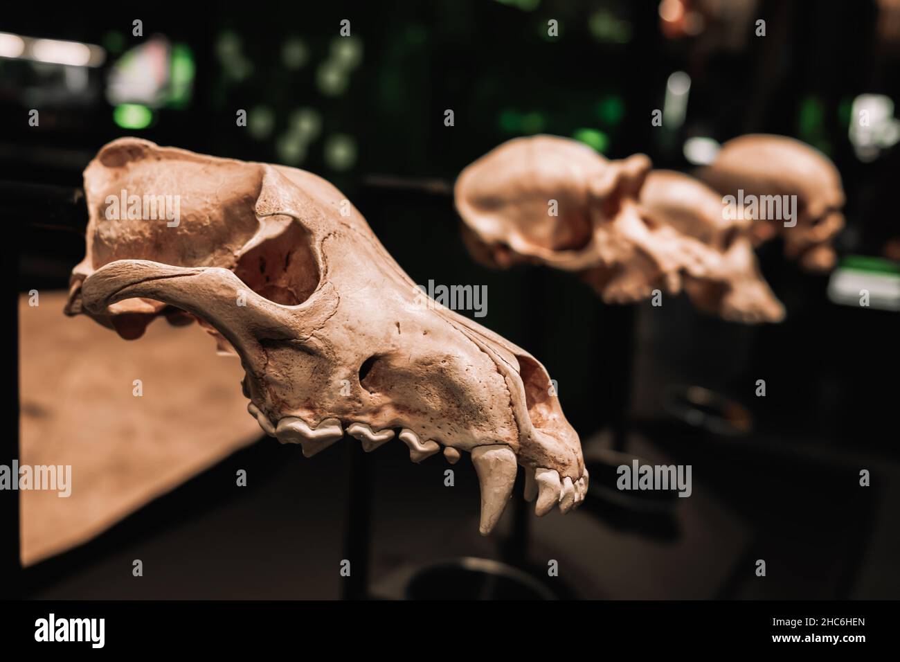 Vari tipi di teschi scimmia primo piano. Museo mostre di animali. Concetto di evoluzione. Foto Stock