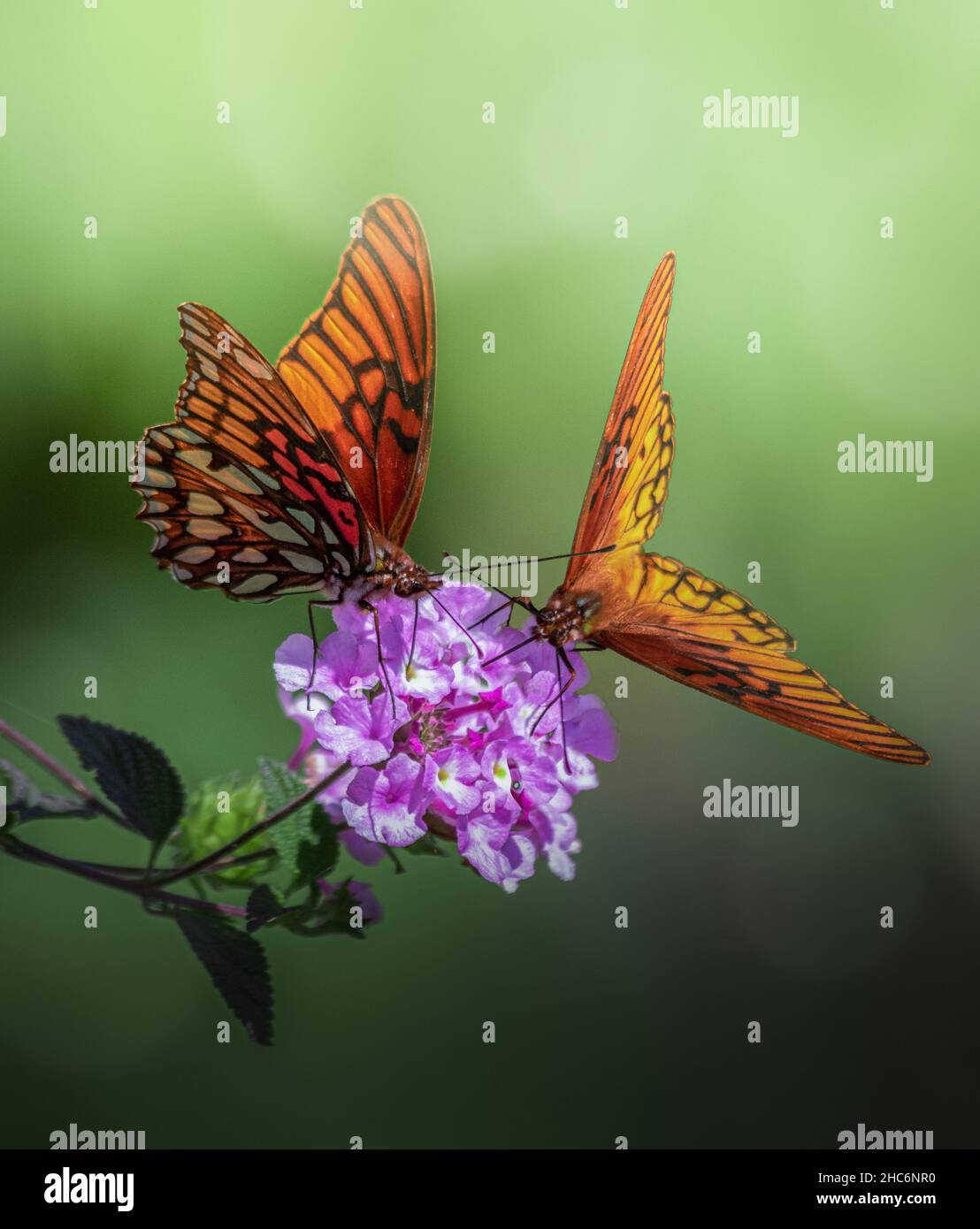 Primo piano delle due farfalle su un fiore Foto Stock