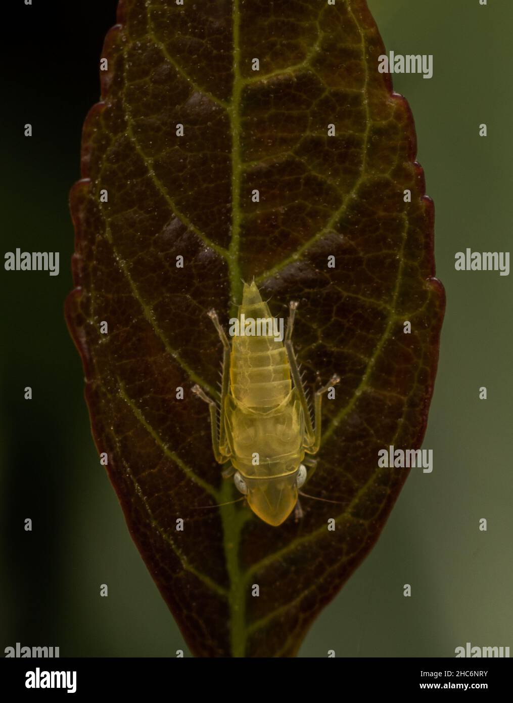 Il macroscopio dello Scaphoideus titanus, è un insetto della famiglia dei leafhopper (Cicadellidae). Foto Stock