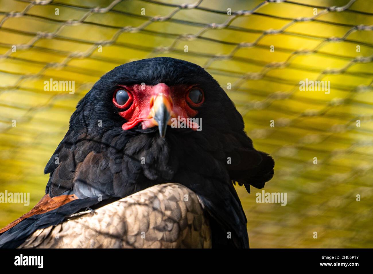 Primo piano di un Bateleur Foto Stock