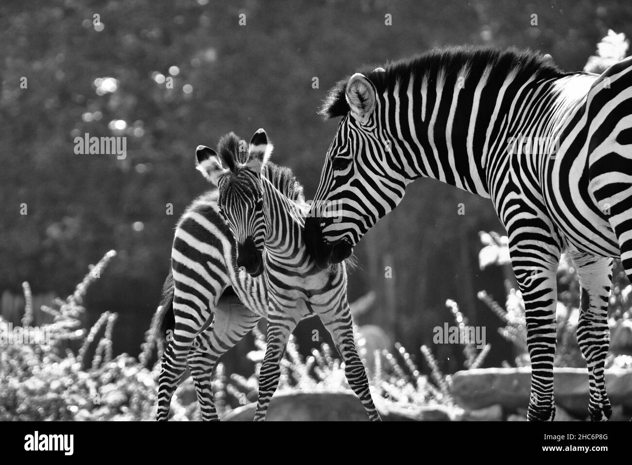 Scatto in scala di grigi di una zebra madre e la sua prole in un parco Foto Stock