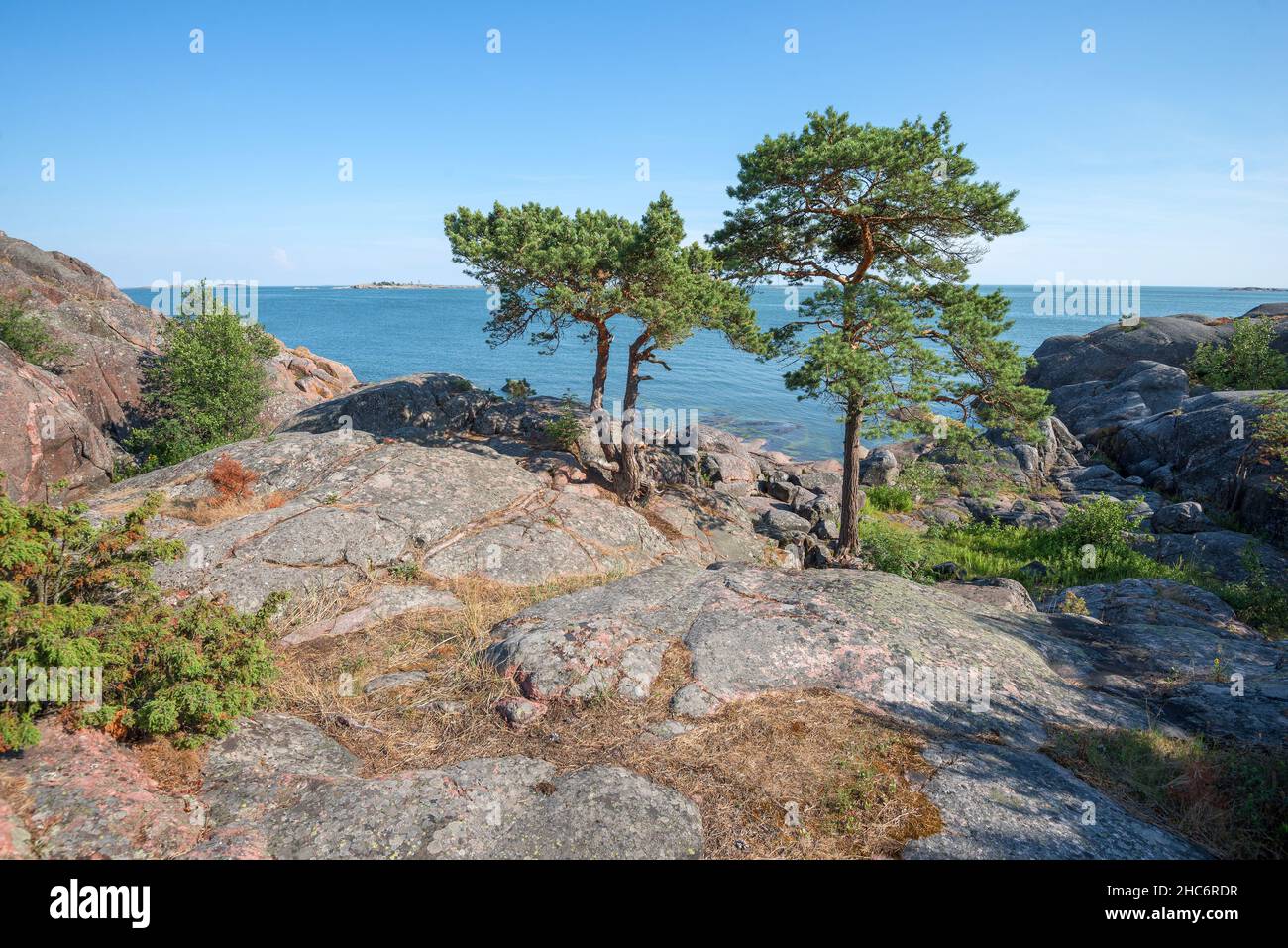 Due pini sulla punta meridionale della penisola di Hanko. Finlandia Foto Stock