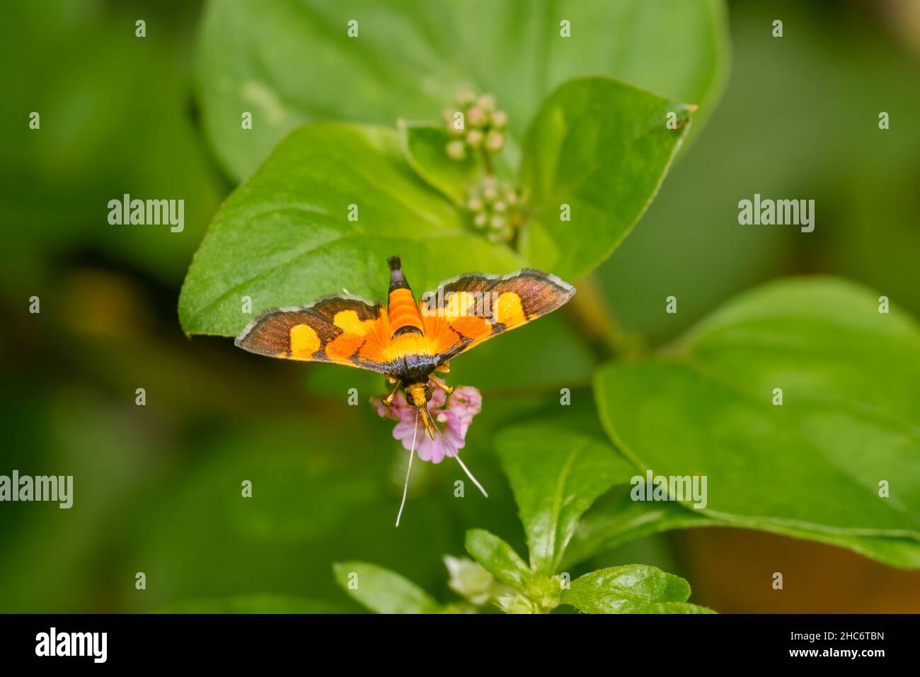 Arancio macchiato fiore falce sulla pianta punarnava ottenere nettare da esso. Messa a fuoco selettiva utilizzata. Foto Stock