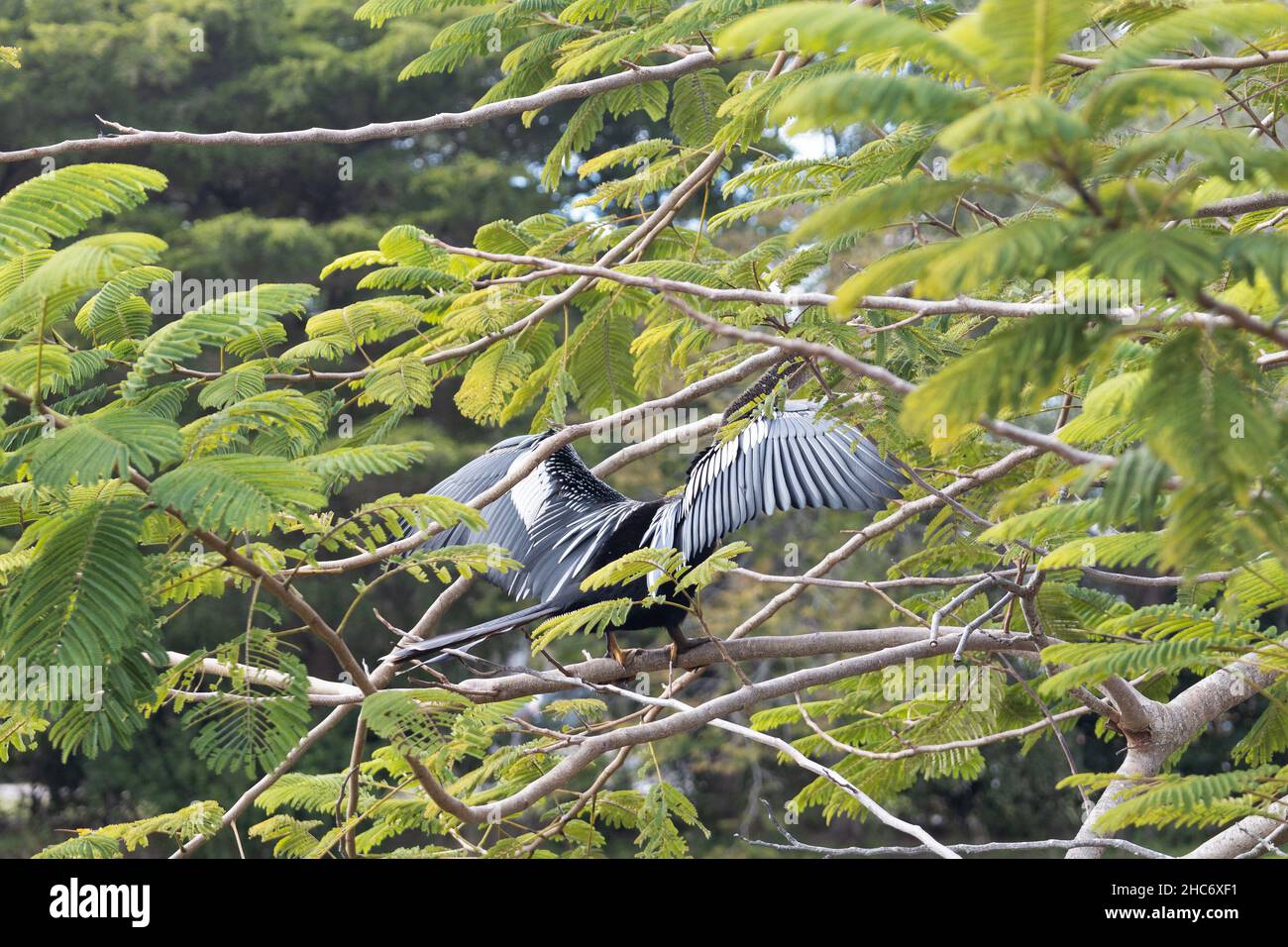 Un uccello anhinga sparge le sue ali in un albero a Bradenton, Florida. Foto Stock