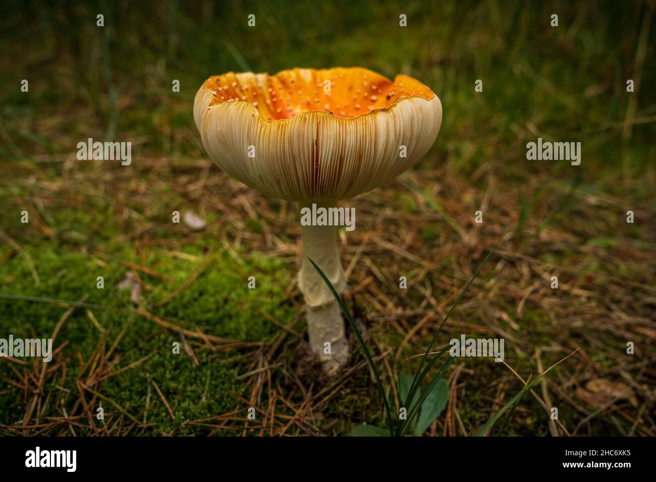 Closeup di una grande mosca agarica sul terreno forestale Foto Stock