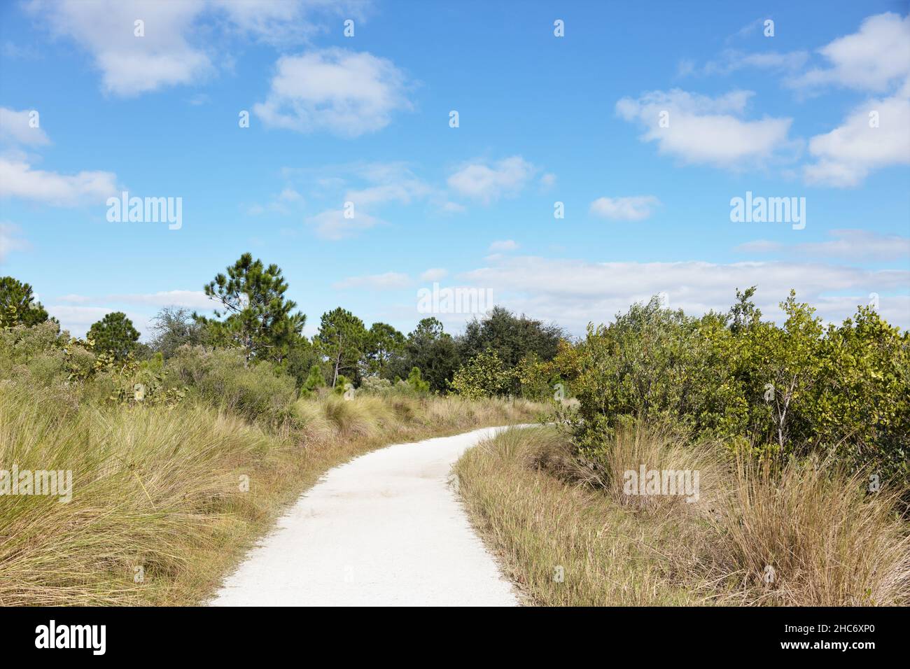 Un percorso escursionistico alla riserva di Robinson a Bradenton, Florida. Foto Stock